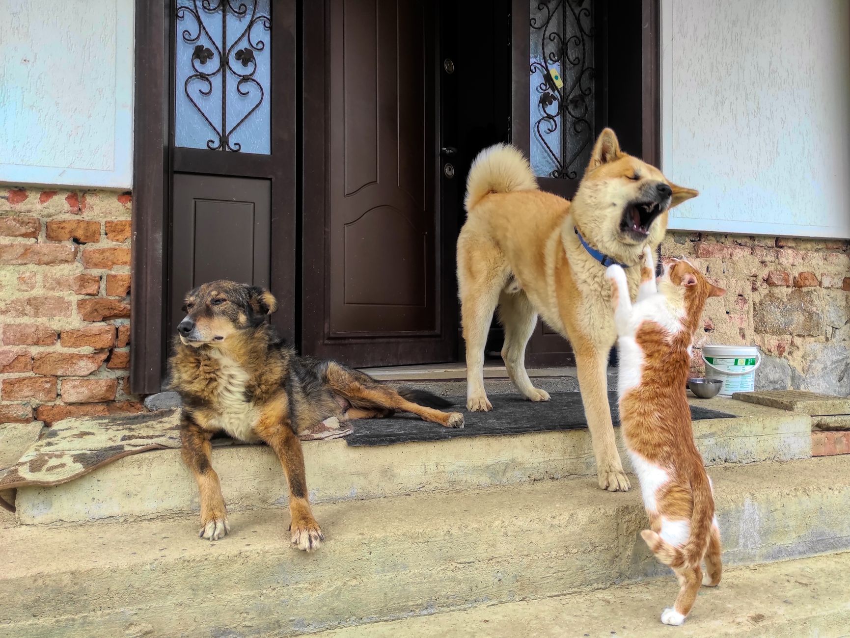 a dog and cat fighting near the wooden door